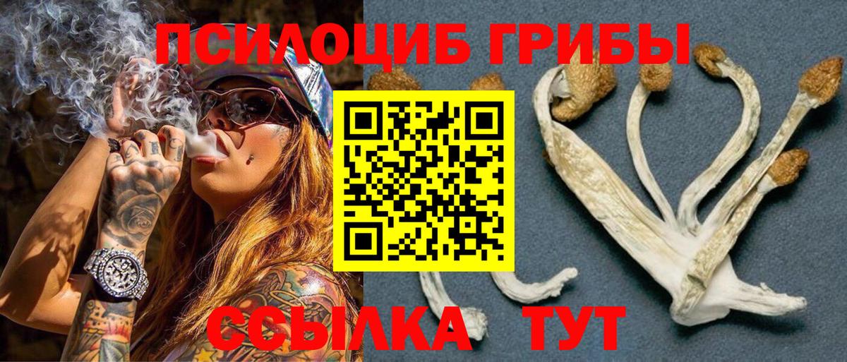 Псилоцибиновые грибы Psilocybe Усть-Илимск